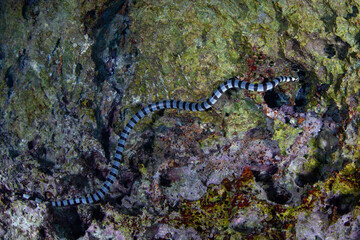 Obraz na płótnie Canvas A Banded sea krait, Laticauda colubrina, swims along a shallow limestone wall in Raja Ampat's rock islands. This highly venomous sea snake can hold its breath for up to about 20 minutes.