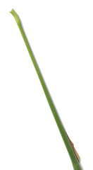 Stalk Stick