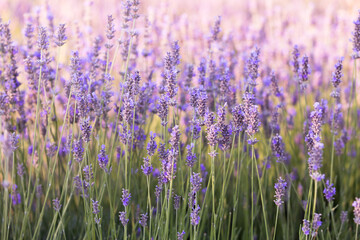 Obraz premium Lavender bushes closeup on sunset. Sunset gleam over purple flowers of lavender. Provence region of France.
