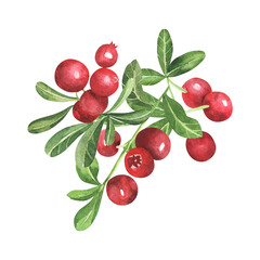 cowberry with green leaves and red berries Vaccinium vitis-idaea, lingonberry, mountain cranberry. Watercolor hand drawn painting illustration isolated on white background.