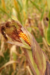 Maize or corn organic planting in cornfield. It is fruit of corn for harvesting by manual labor. Maize production is used for ethanol animal feed and other such as starch and syrup. Farm green nature