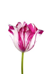 Dual colored red-white tulip on a white background. 