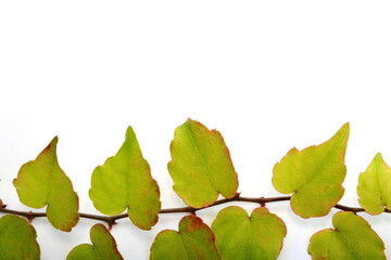 botanical, green border made of ivy leaves. Green ivy leaves with red border isolated on white background.