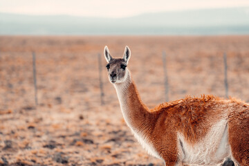 Guanaco In Patagonia, Curious Of Photographer 2