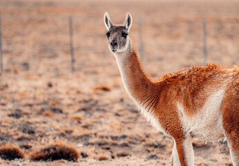 Guanaco In Patagonia, Curious Of Photographer