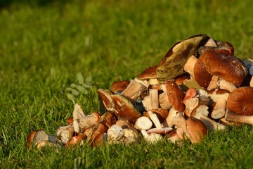 mushrooms in the grass