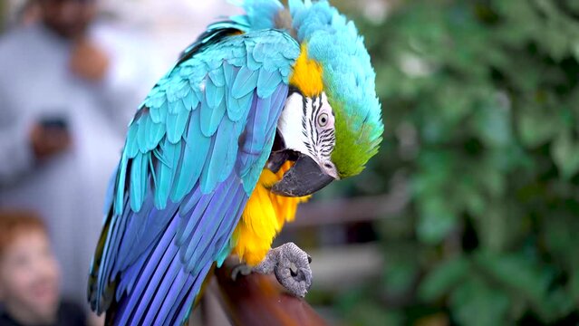 Close-up of a large blue-and-yellow macaw that cleans its feathers in front of people who take pictures of it on the phone