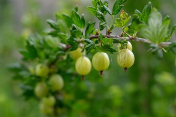gooseberries with green leaves