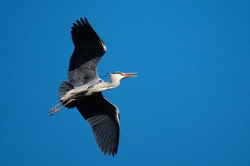 Grey heron