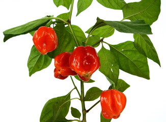 Red Habanero peppers on a branch with leaves isolated. Habanero chilis isolated on white background. Fresh ripe Caribbean Red Habanero hot chili pepper with green stem. 