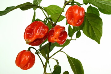 Red Habanero peppers on a branch with leaves isolated. Habanero chilis isolated on white background. Fresh ripe Caribbean Red Habanero hot chili pepper with green stem. 