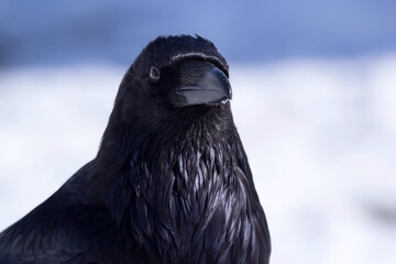 Portrait of raven in winter, blue and white snowy background.