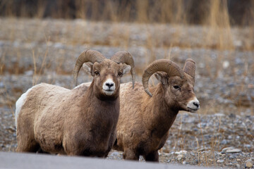Bighorns are walking along the road in mountains in early spring.