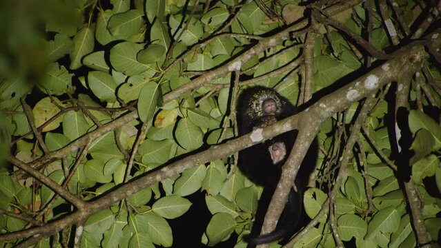 Coendou animal against green leaves. Night shot of porcupine lit by flashlight. Watching animals in wildlife, Costa Rica
