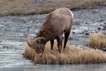 Young Bighorn ram is drinking water from the stream in spring.