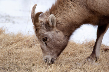 Young Bighorn ram is eating dry grass in spring.