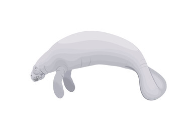  West Indian Manatee - vector illustration