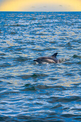 dolphin jumping out of water