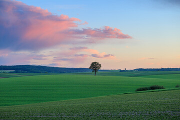 Obraz na płótnie Canvas lonely tree in spring in the fields