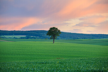 lonely tree in spring in the fields