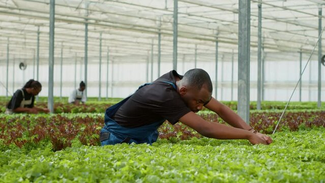 African american greenhouse worker doing quality control for vegetables crops grown with no pesticicides looking for damaged plants. Diverse farm workers in bio farm plantation doing quality control.