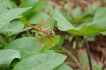 a dragonfly with a blurred background