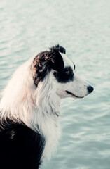 Profile of Border Collie Dog Portrait In Front of Lake