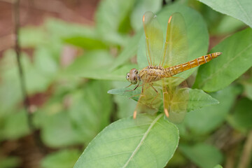 a dragonfly with a blurred background