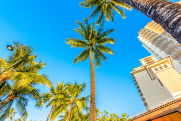 Fototapeta premium Palm tree tops against apartment or hotel building and blue sky. Vacation tropical background.
