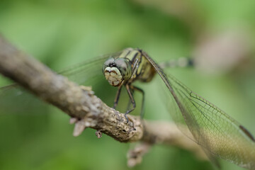 a dragonfly with a blurred background