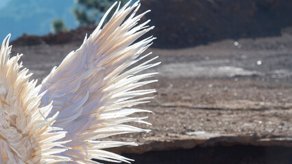 texture of white feathers on the wing for the background
