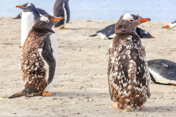 Newmans Station, Falkland Islands, UK