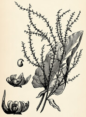 Stem, flowers and fruits of Mangelwurzel (Beta vulgaris). Antique stylized illustration.