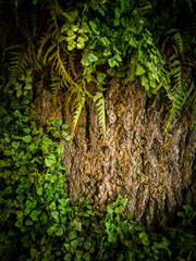 fern leaves