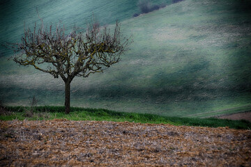 Ul albero solitario del Monferrato - Cuccaro