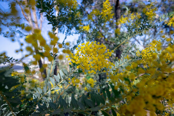 Branches of flowering Acacia dealbata mimoza