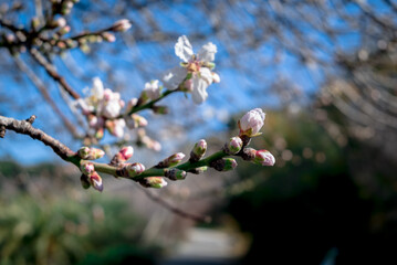 Almond flowers prunus dulcis, blooming with sunlight