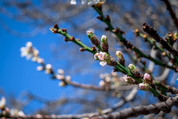 Almond flowers prunus dulcis, blooming with sunlight