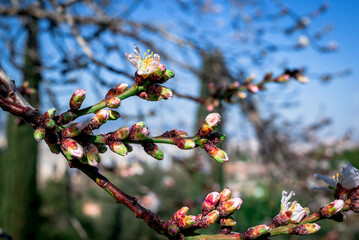 Almond flowers prunus dulcis, blooming with sunlight