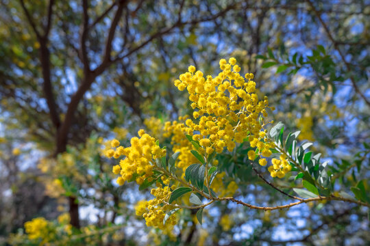 Branches of flowering Acacia dealbata mimoza