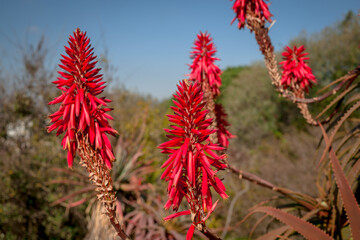 Beautiful succulent aloe plant and red flowers