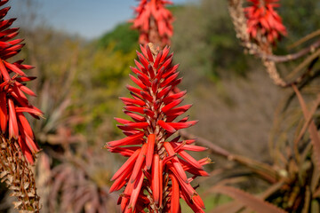 Beautiful succulent aloe plant and red flowers