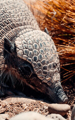 Hairy Armadillo of Patagonia, Close-up of head