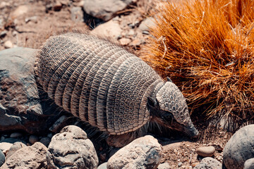 Hairy Armadillo of Patagonia, Body Armor, hiding