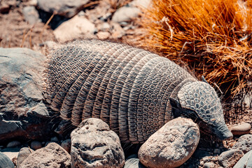 Hairy Armadillo of Patagonia, Trying To Hide