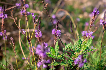 Colorful background with purple lavander flowers in the nature