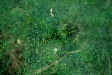 Image close-up of green grass  in park