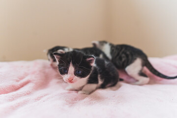 Group of colored newborn kittens on a pink blanket . High quality photo