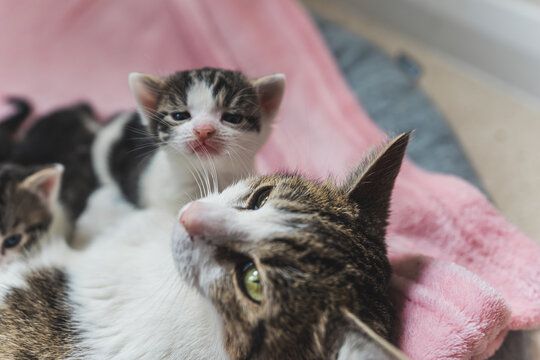Close shot of newborn tabby kitten close with her cat mom . High quality photo