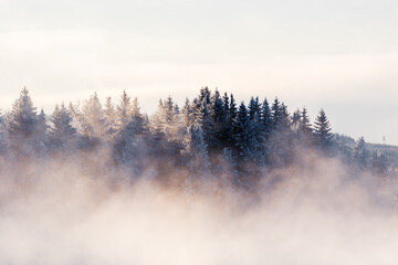 Obraz na płótnie Canvas Cold foggy morning in the forest